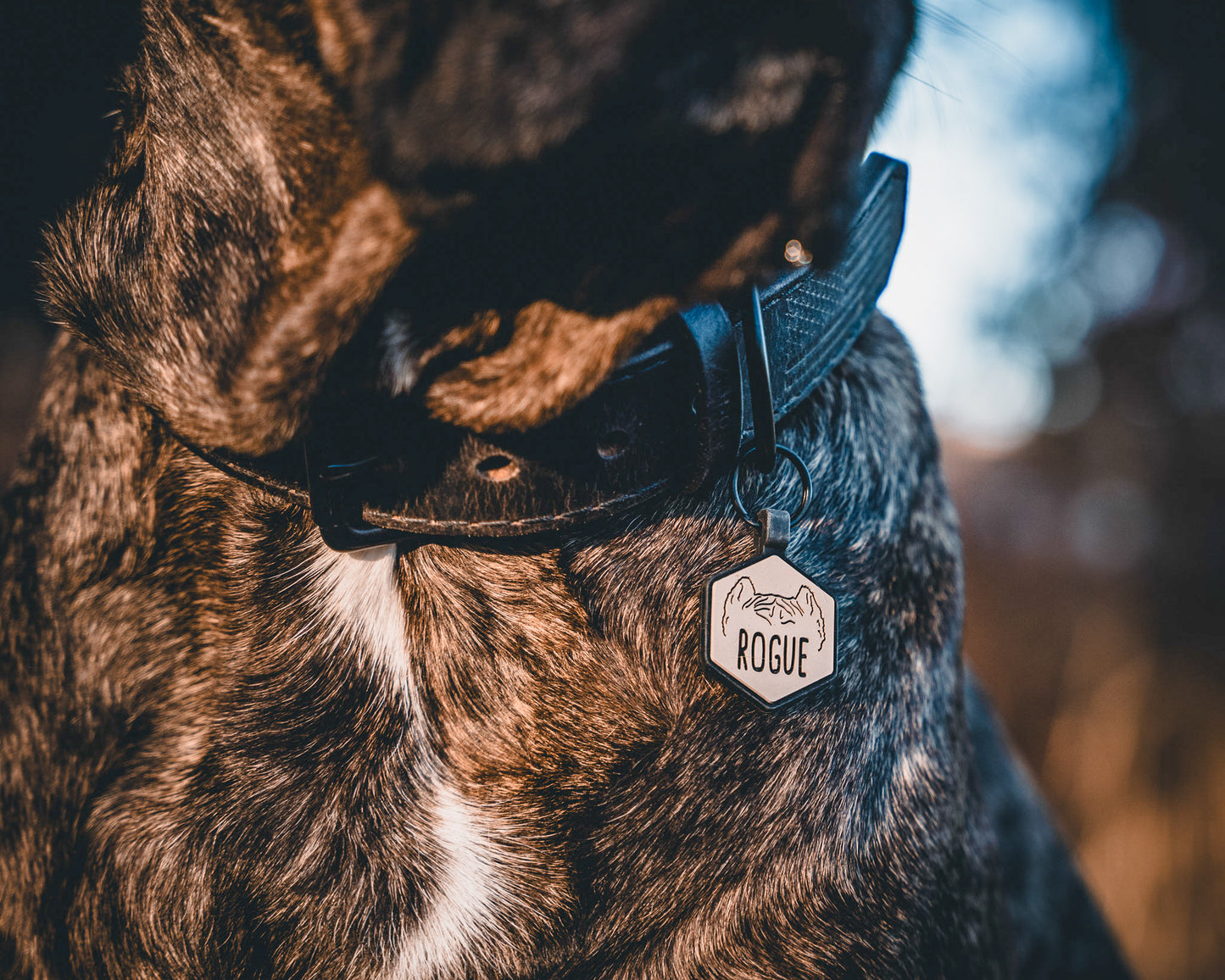 Custom Silicone Pet ID Tag
