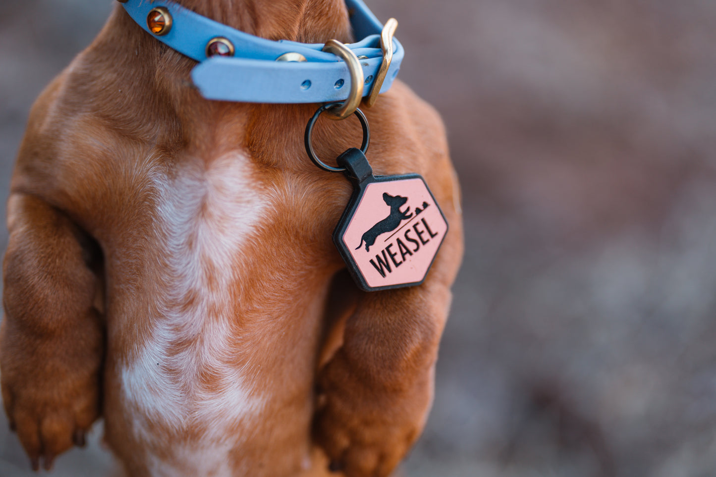Custom Silicone Pet ID Tag