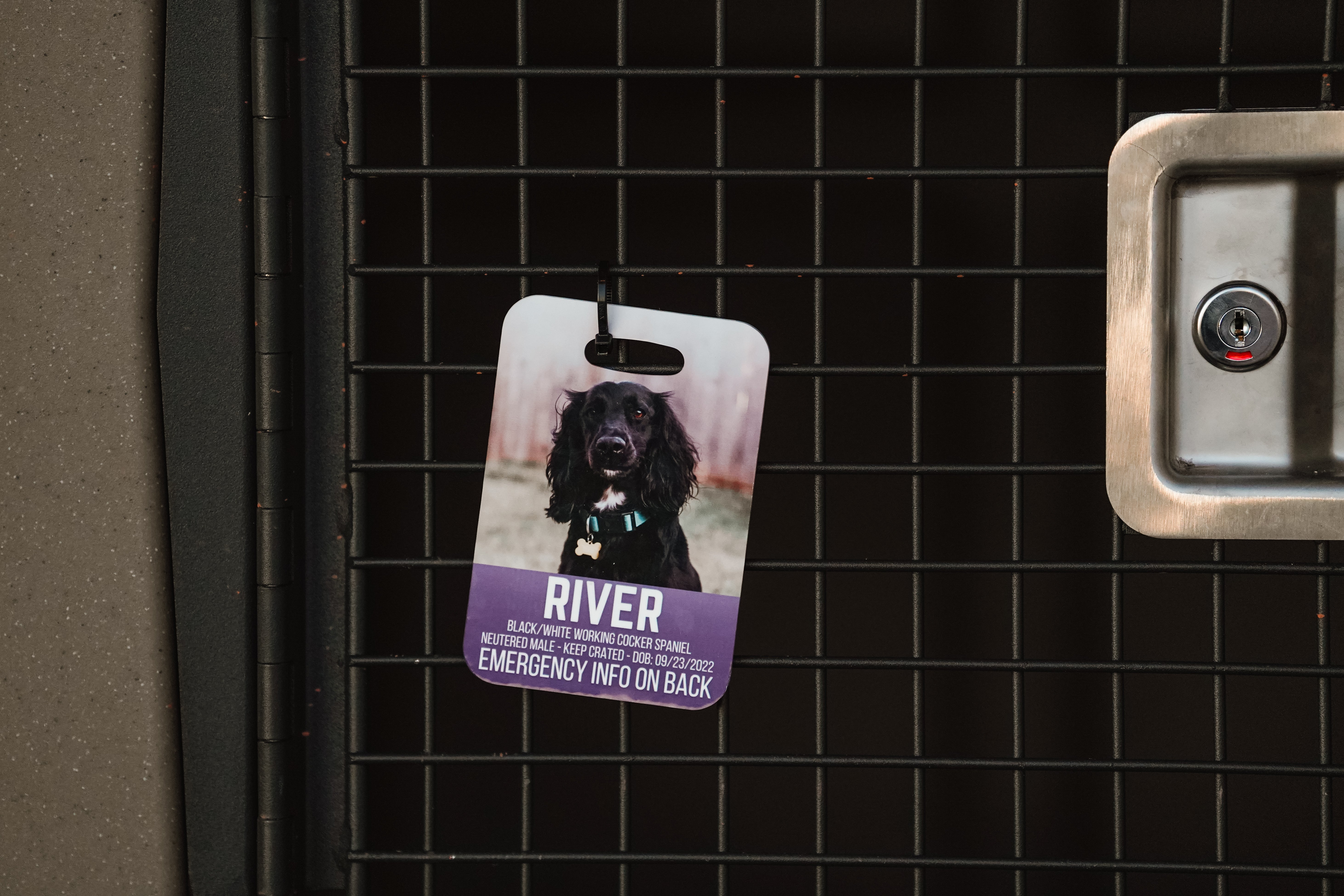 FINAL SALE: Emergency Information Crate Tag – Spoiled Dog Co.